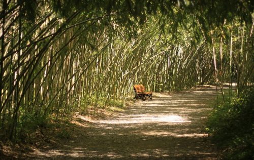 Image of Bamboo Park